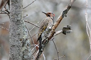 Woodpecker, Northern Flicker, 2016-05047103 Broad Meadow Brook, MA